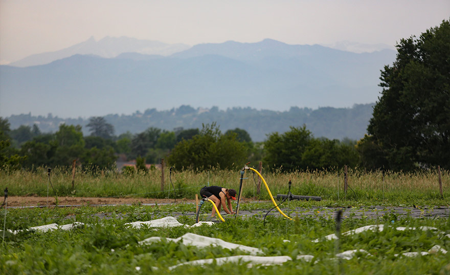 Installation de l’irrigation dans une parcelle maraîchère, montagnes en arrière-plan